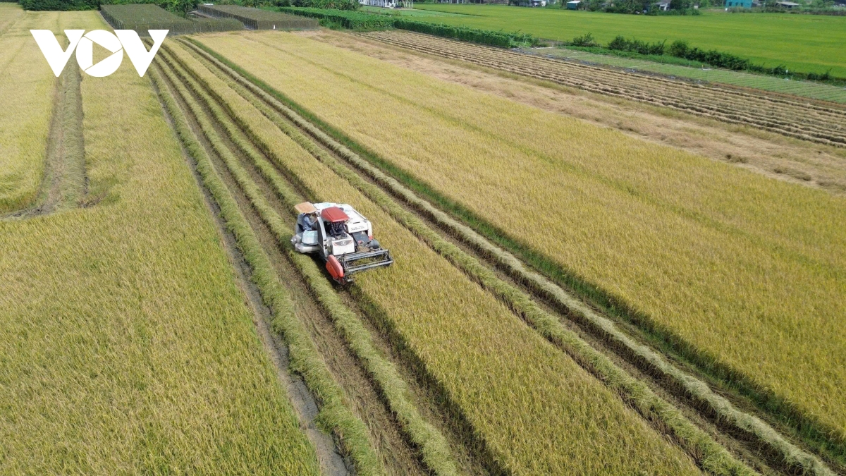 Mô hình liên kết sản xuất lúa công nghệ cao, giảm phát thải ở Đồng Tháp